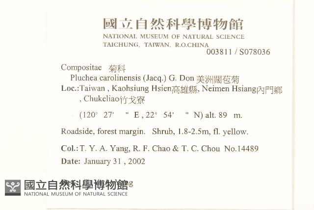 美洲闊苞菊藏品圖，第2張