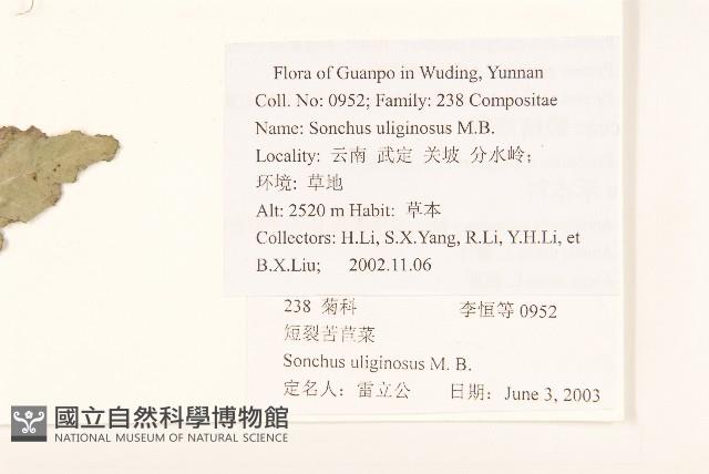 短裂苦苣菜藏品圖，第2張