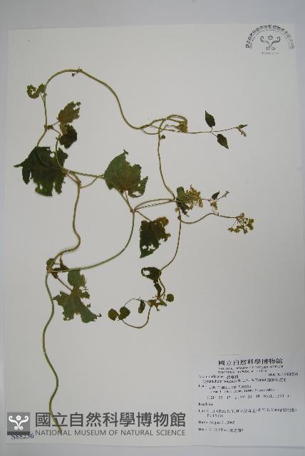 薄葉牛皮消藏品圖，第1張