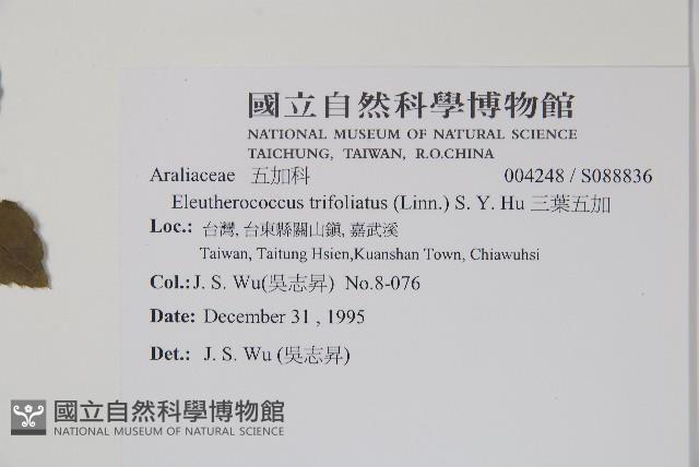 三葉五加藏品圖，第2張