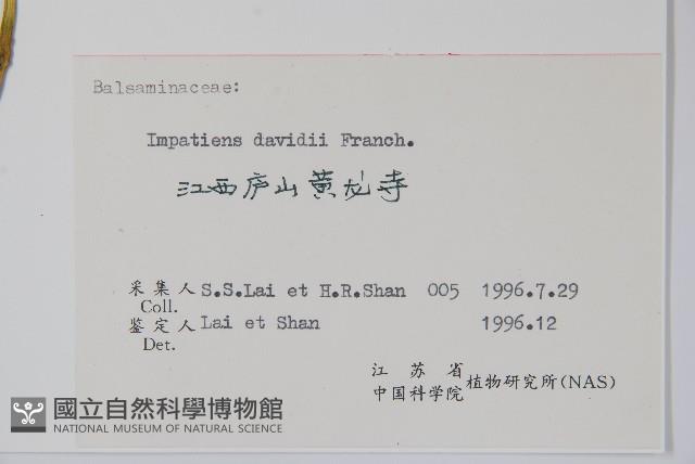 牯嶺鳳仙花藏品圖，第2張