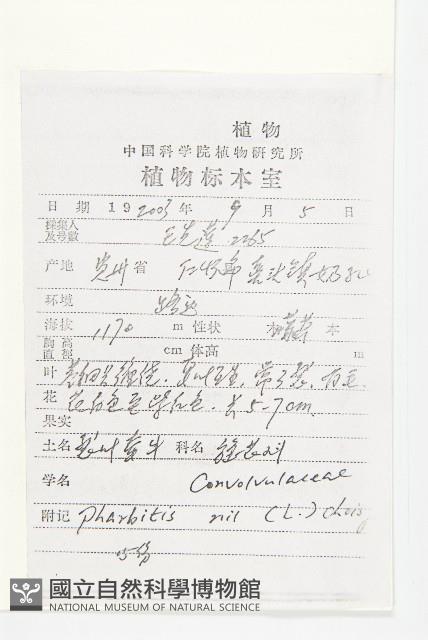 裂葉牽牛藏品圖，第2張