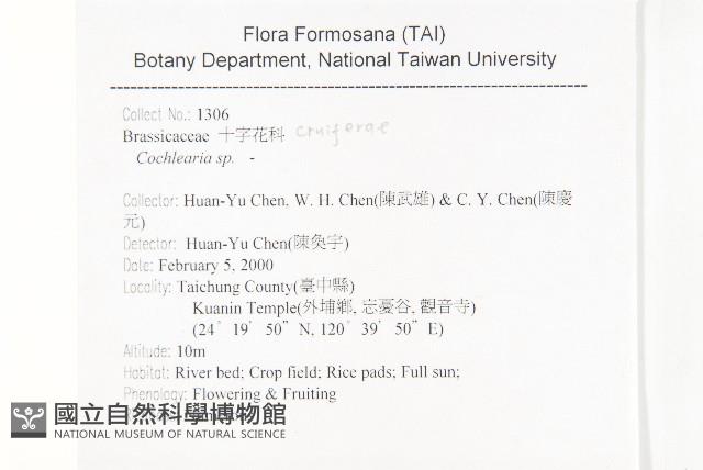 濕生葶藶藏品圖，第2張