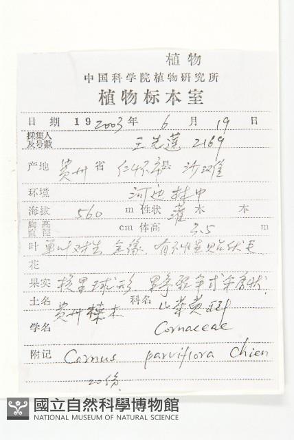 貴州四照花藏品圖，第2張