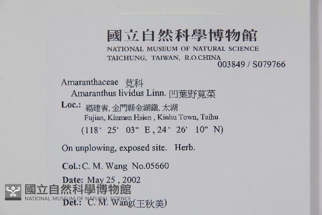 凹葉野莧菜藏品圖，第2張