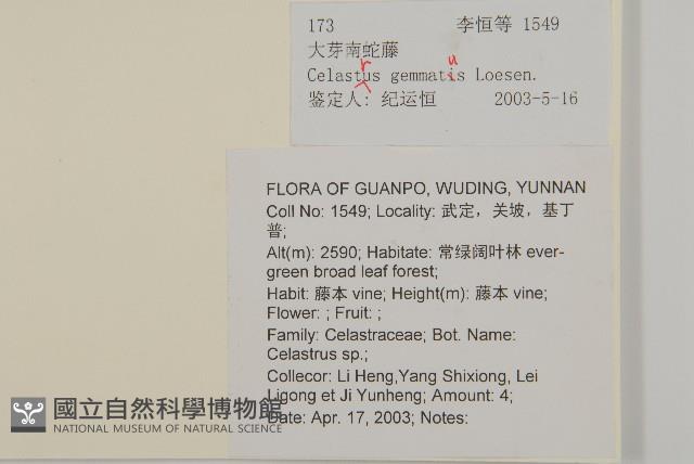 哥蘭葉藏品圖，第2張