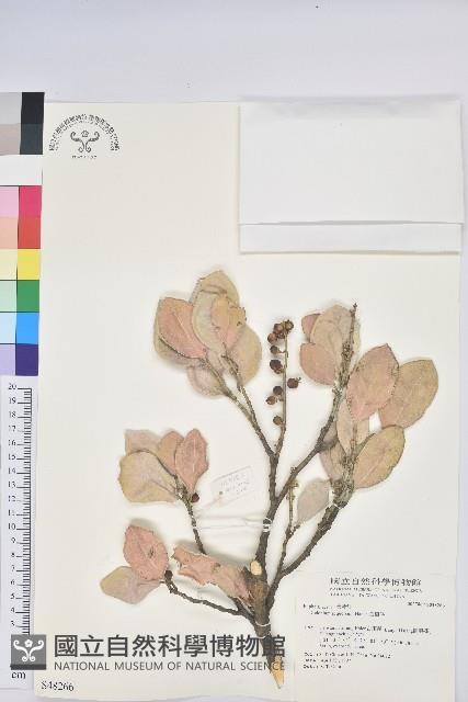 白樹仔藏品圖，第1張