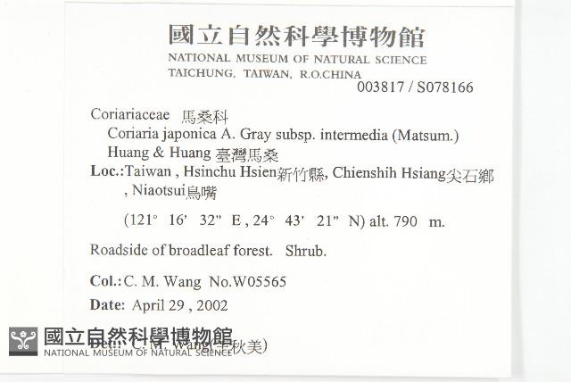 臺灣馬桑藏品圖，第2張