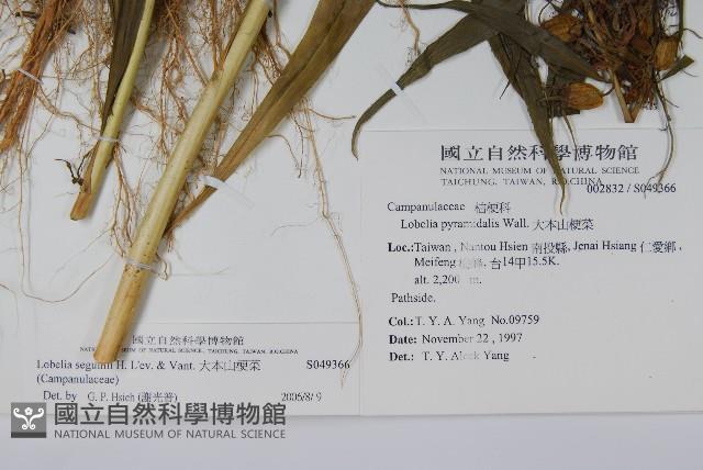 大本山梗菜藏品圖，第2張