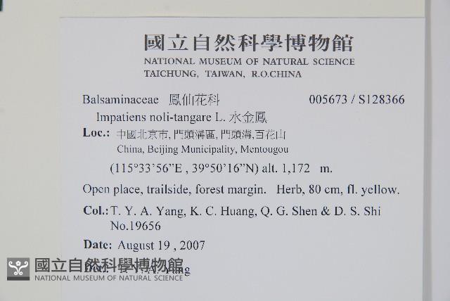 水金鳳藏品圖，第2張