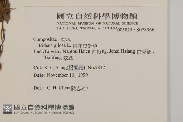 白花鬼針藏品圖，第2張