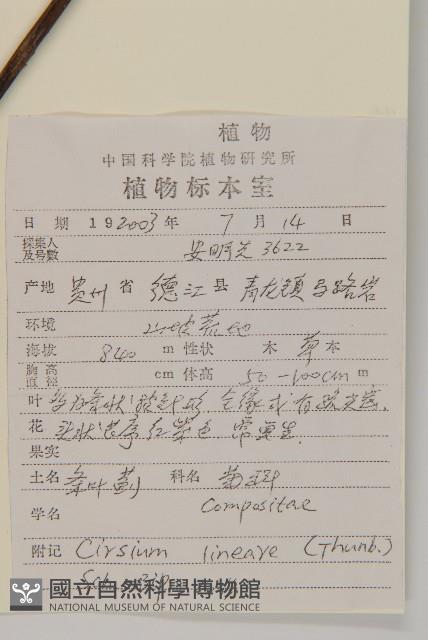 華薊藏品圖，第2張