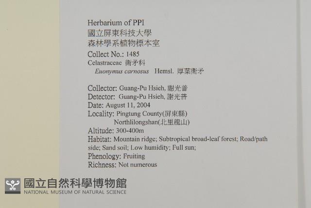 厚葉衛矛, 源一木藏品圖，第2張