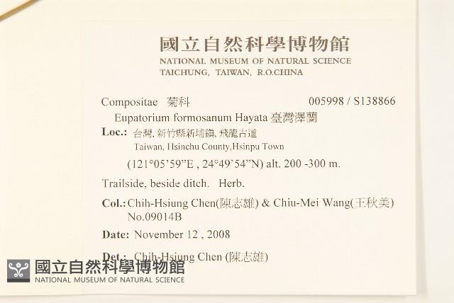 臺灣澤蘭藏品圖，第2張