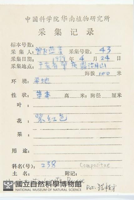 泥胡菜藏品圖，第2張