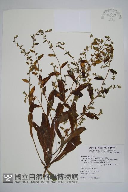 盾果草藏品圖，第1張