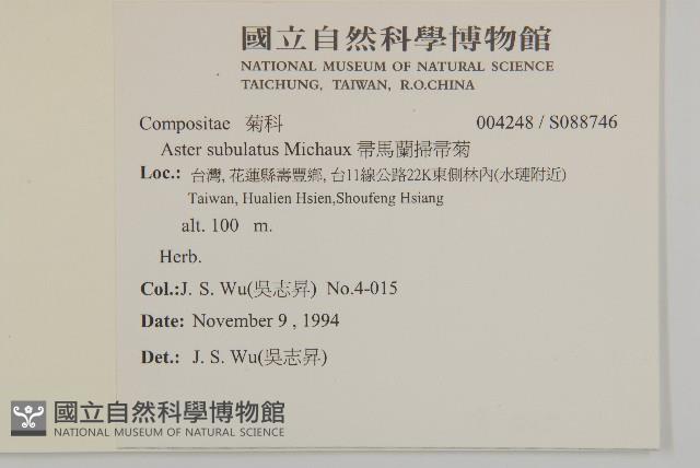 掃帚菊藏品圖，第2張