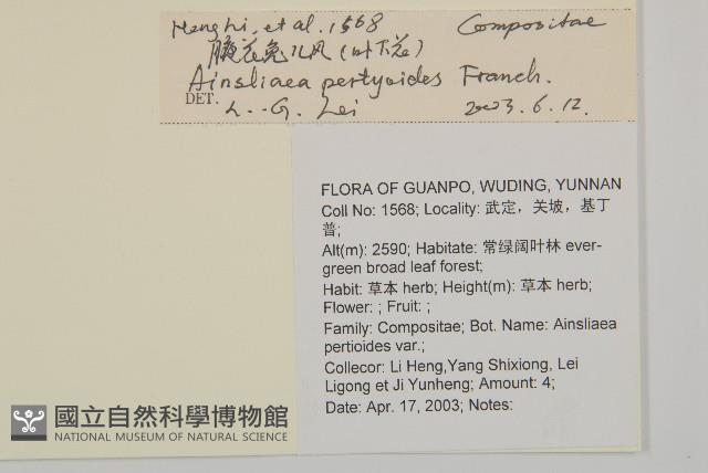 線葉柄果海桐藏品圖，第2張