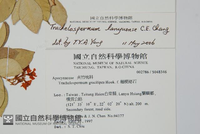 蘭嶼絡石藏品圖，第2張