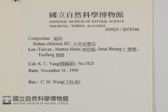 大花咸豐草藏品圖，第2張