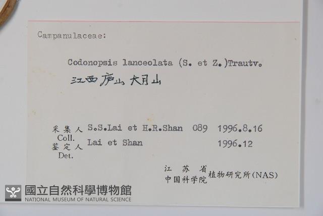 羊乳、四葉參藏品圖，第2張