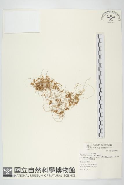 菟絲子藏品圖，第1張