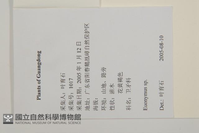 亮葉衛矛、中華衛矛藏品圖，第2張