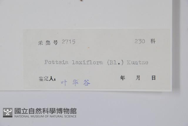 帘子藤藏品圖，第2張