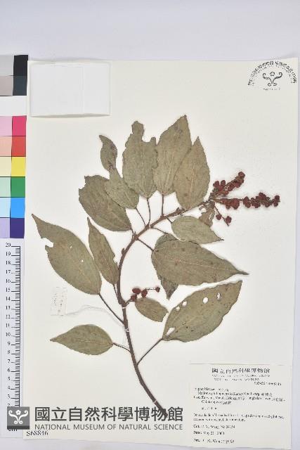 粗糠柴藏品圖，第1張