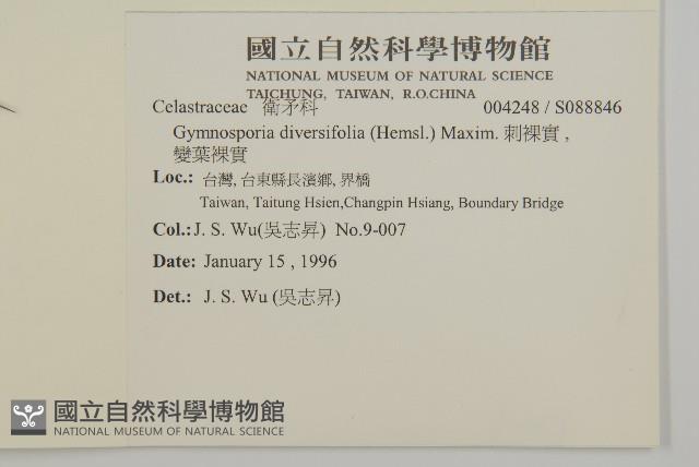 刺裸實、變葉裸實藏品圖，第2張