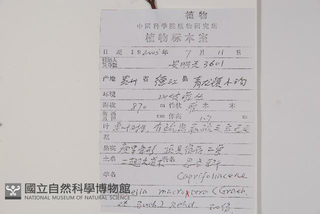 二翅六道木藏品圖，第2張