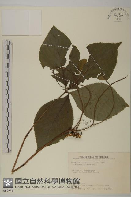 臺灣及己藏品圖，第1張