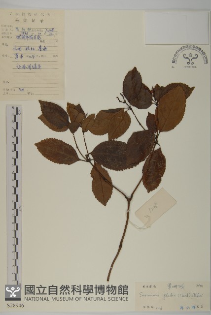 草珊瑚、紅果金粟蘭藏品圖，第1張