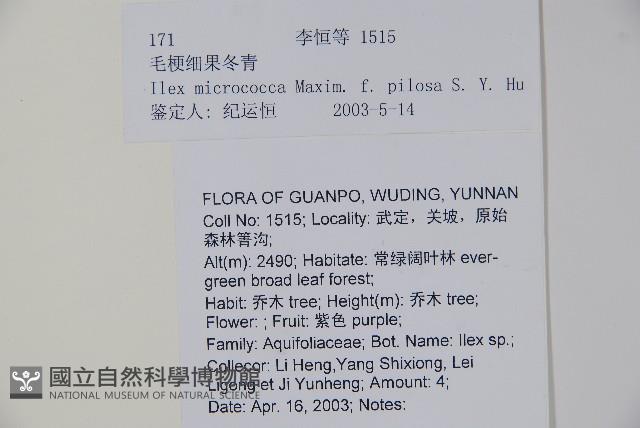 毛梗細果冬青藏品圖，第2張