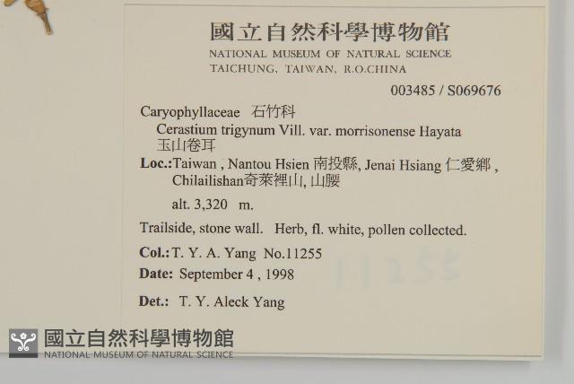 玉山卷耳藏品圖，第5張