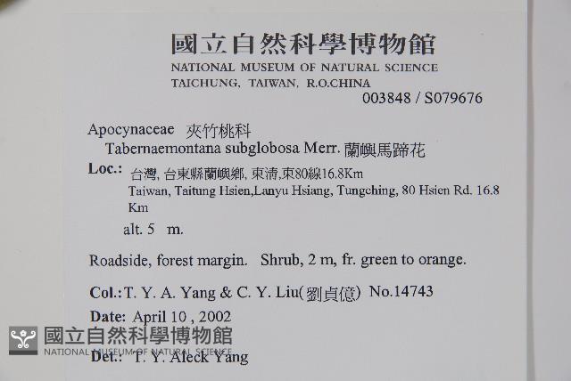 蘭嶼馬蹄花藏品圖，第2張