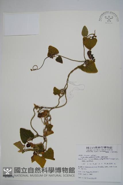 大葉馬兜鈴藏品圖，第1張