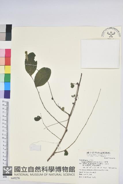 白飯樹藏品圖，第1張