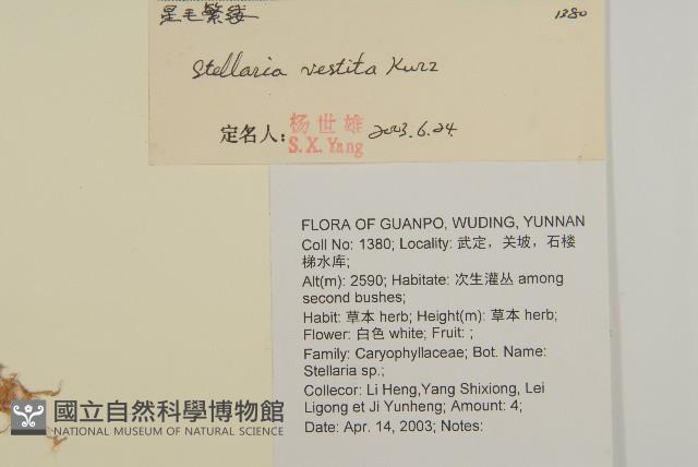 疏花繁縷藏品圖，第2張