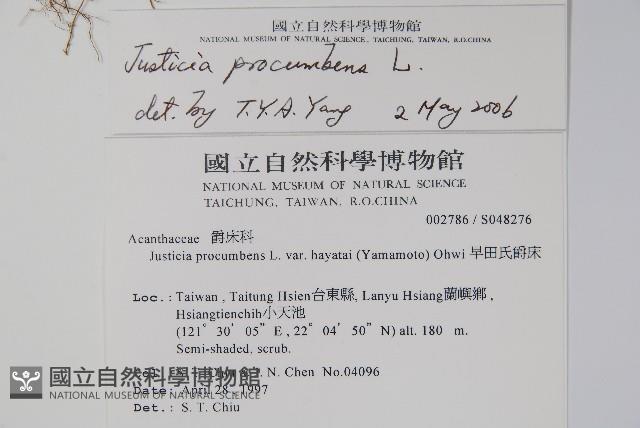 Rat-tail willow Collection Image, Figure 2, Total 2 Figures