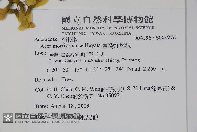 臺灣紅榨槭藏品圖，第2張