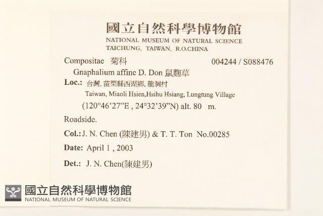 鼠麴草藏品圖，第2張