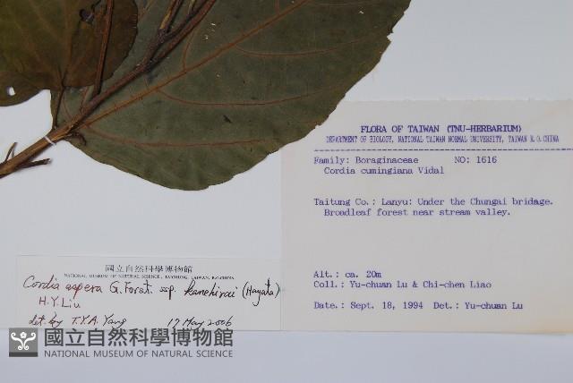 金平氏破布子藏品圖，第2張