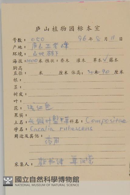 矢鏃葉蟹甲草藏品圖，第2張