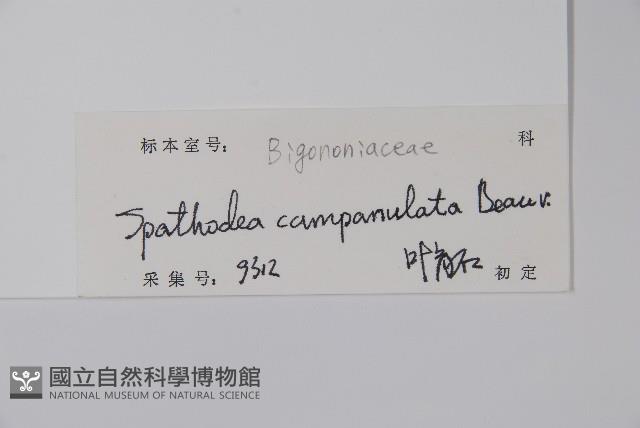 火燄木藏品圖，第2張