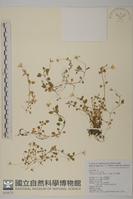 阿里山繁縷藏品圖，第1張