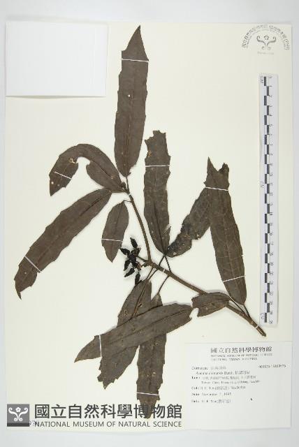 桃葉珊瑚藏品圖，第1張