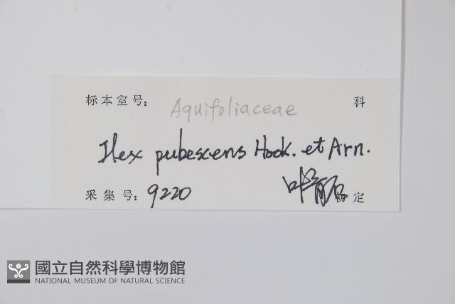 密毛假黃楊藏品圖，第2張