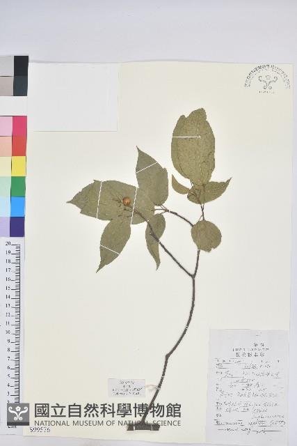 扛香藤藏品圖，第1張