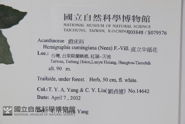 直立半插花藏品圖，第2張